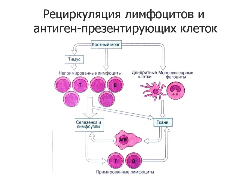 Рециркуляция лимфоцитов и  антиген-презентирующих клеток